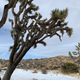 Illustration for article titled Taking A Guided Hummer Tour Of Joshua Tree Was A Highlight Of My Vacation